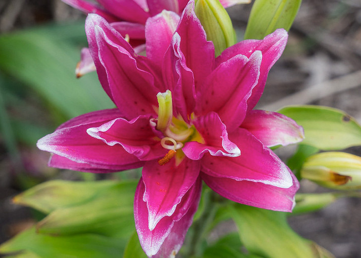 Lilium Roselily Elena (Double Oriental Lily)