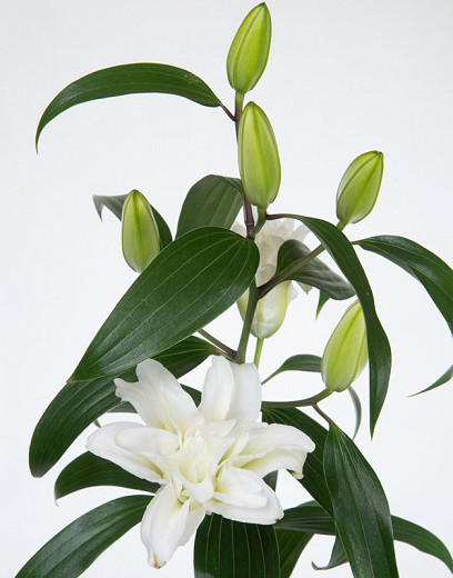 Lilium Roselily Aisha (Double Oriental Lily)