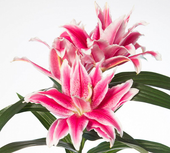 Lilium Roselily Tatsjana (Double Oriental Lily)