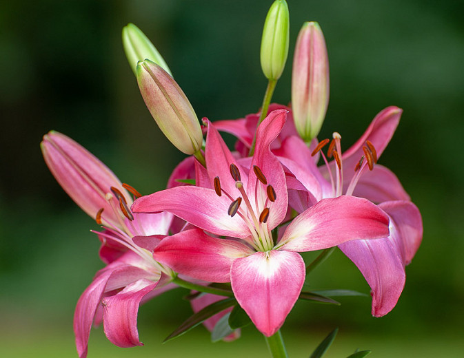 Lilium Arbatax (Longiflorum-Asiatic Lily)