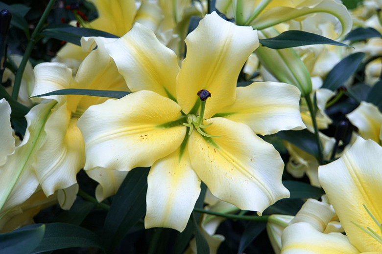 Lilium Conca dOr (Orienpet Lily)