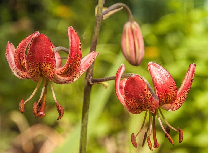 Lilium Gaybird (Martagon Lily)