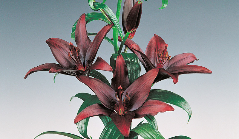 Lilium Landini (Asiatic Lily)
