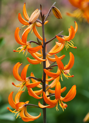 Lilium Orange Marmalade (Martagon Lily)