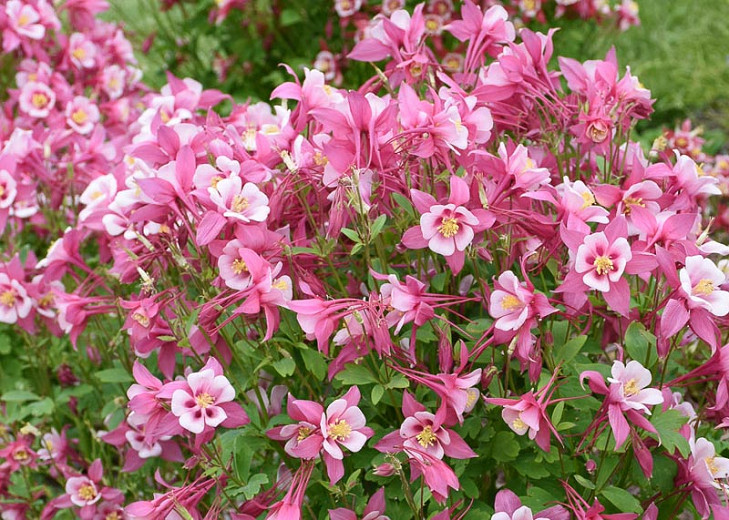 Aquilegia caerulea Kirigami Rose & Pink (Columbine)