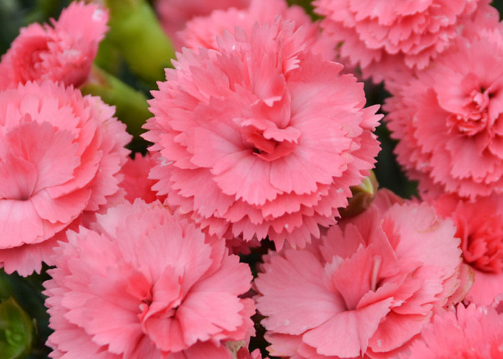 Dianthus Classic Coral (Pink)