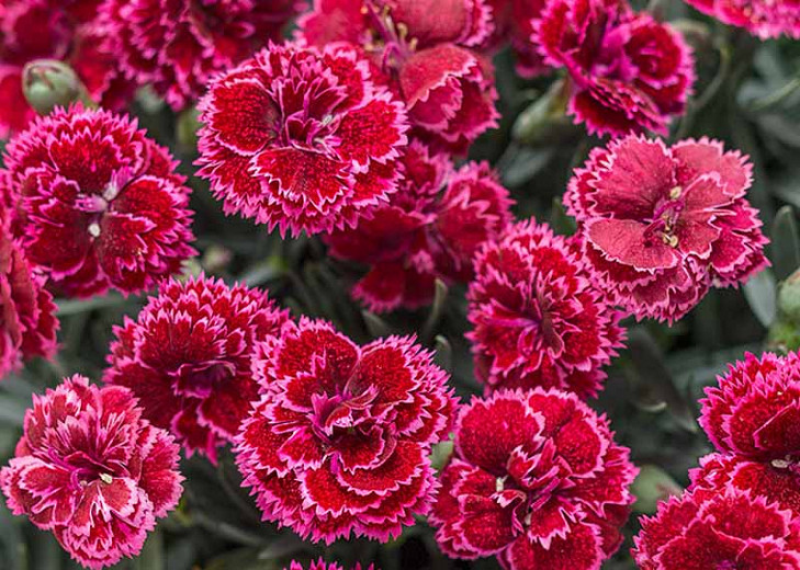 Dianthus Black Cherry Frost (Pink)