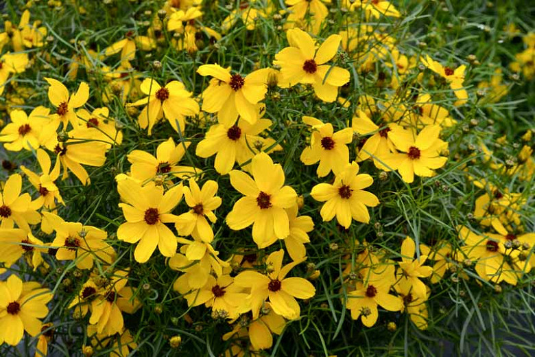 Coreopsis Imperial Sun (Tickseed)