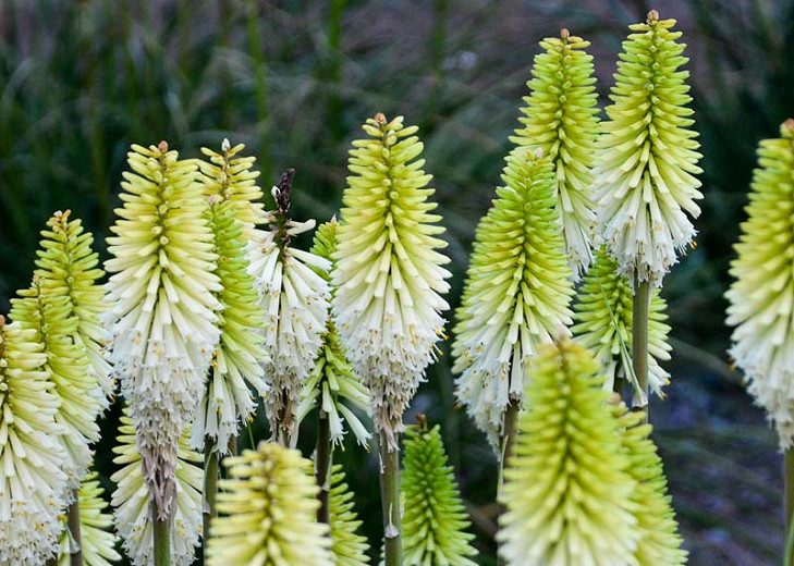 Kniphofia Lady Luck (Red Hot Poker)