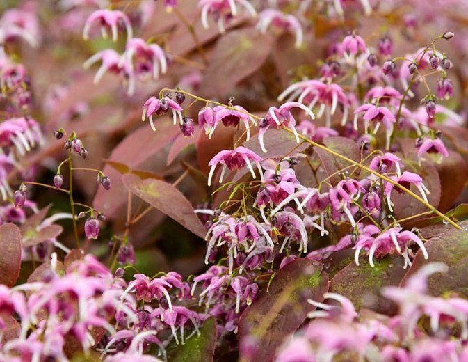 Epimedium Pretty in Pink (Barrenwort)