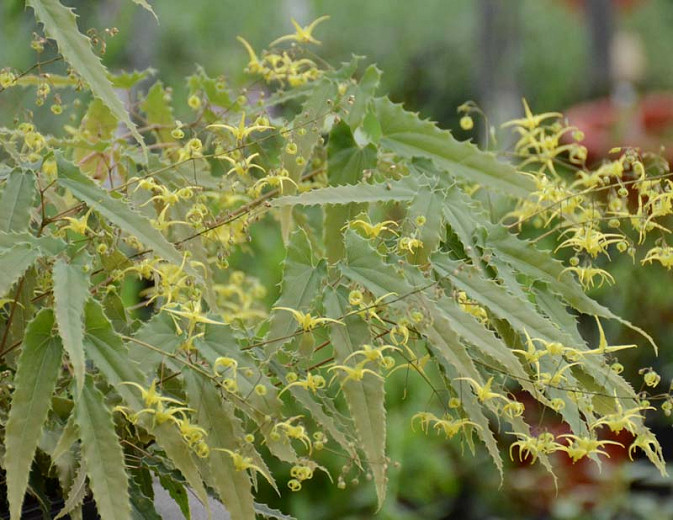 Epimedium Spine Tingler (Barrenwort)