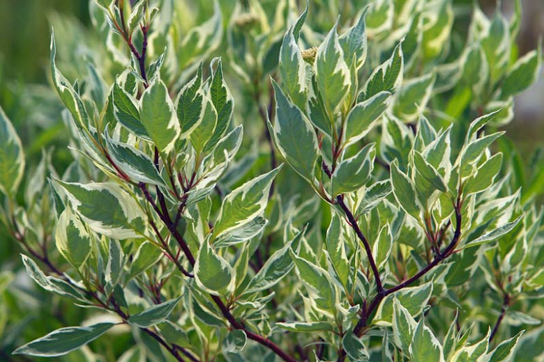 Cornus alba Argenteo-marginata (Tatarian Dogwood)