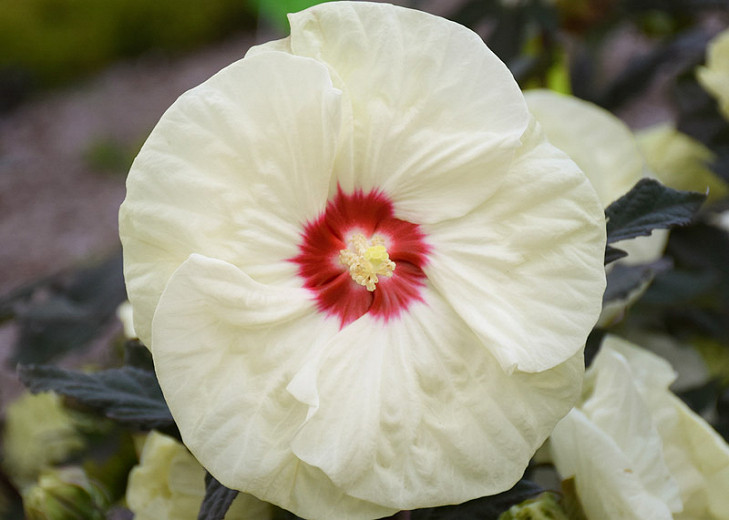 Hibiscus French Vanilla (Rose Mallow)