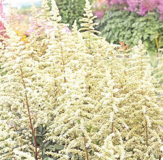 Astilbe Cappuccino (Arendsii Hybrid)