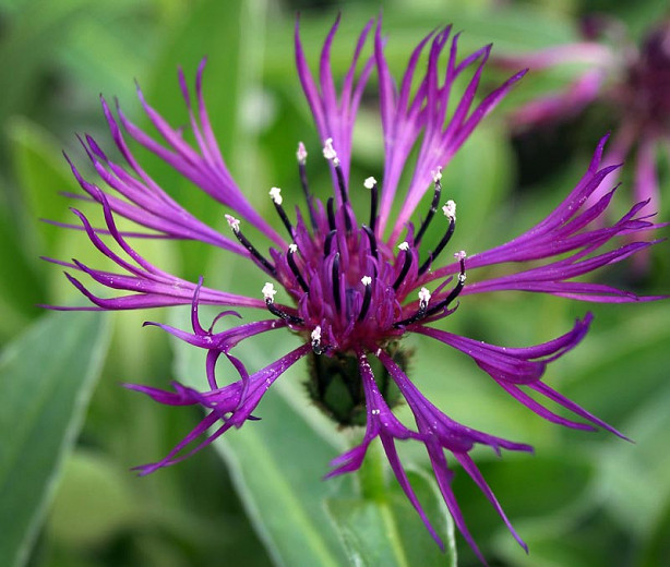 Centaurea montana Amethyst Dream (Mountain Cornflower)