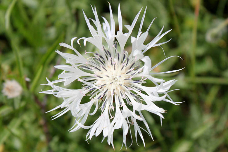 Centaurea montana Alba (Mountain Cornflower)