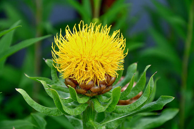 Centaurea macrocephala (Giant Knapweed)