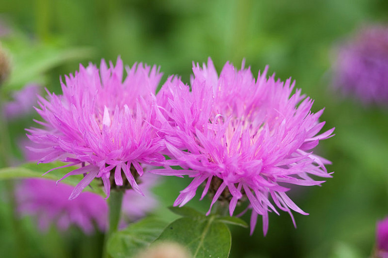 Centaurea dealbata John Coutts (Persian Cornflower)