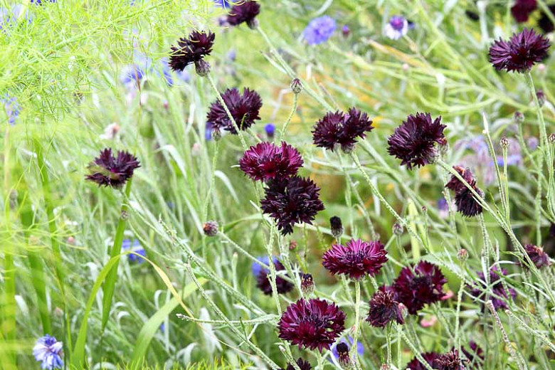 Centaurea cyanus Black Gem (Cornflower)