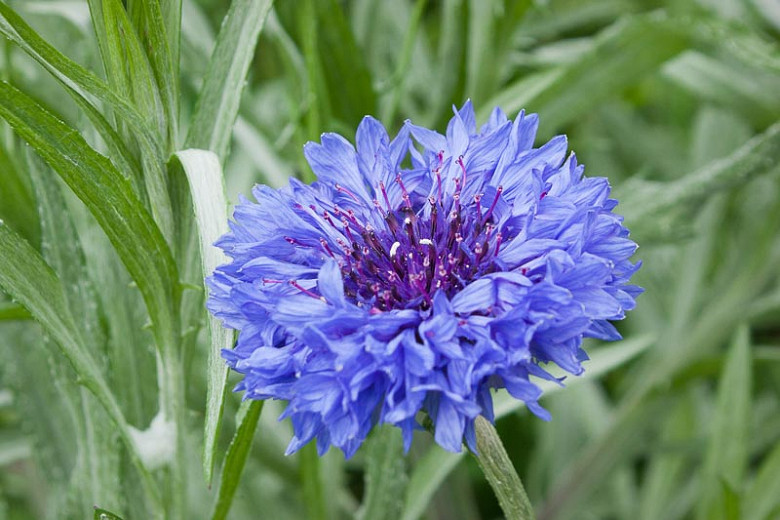 Centaurea cyanus Jubilee Gem (Cornflower)