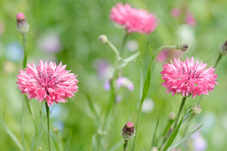 Centaurea cyanus Pinkie (Cornflower)