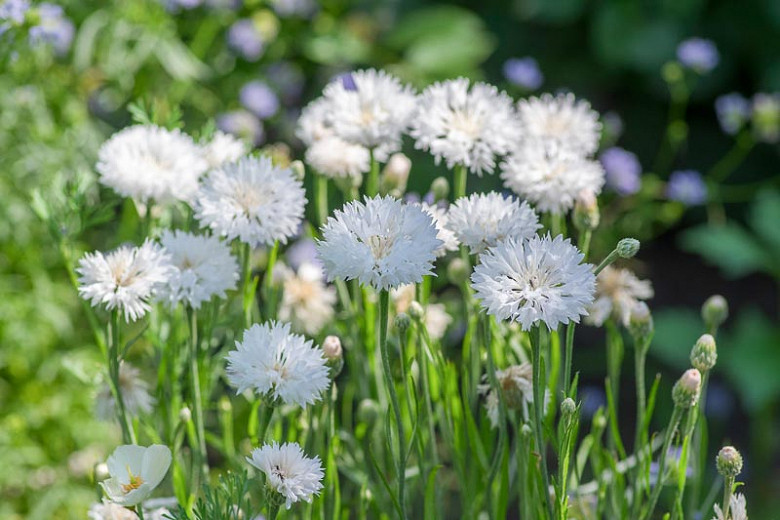 Centaurea cyanus Snowman (Cornflower)