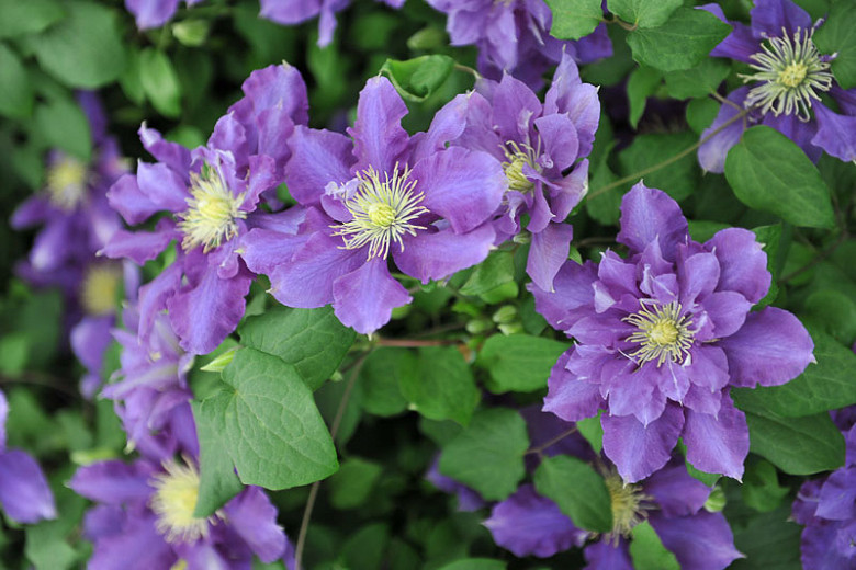 Clematis Chevalier (Early Large-Flowered Clematis)