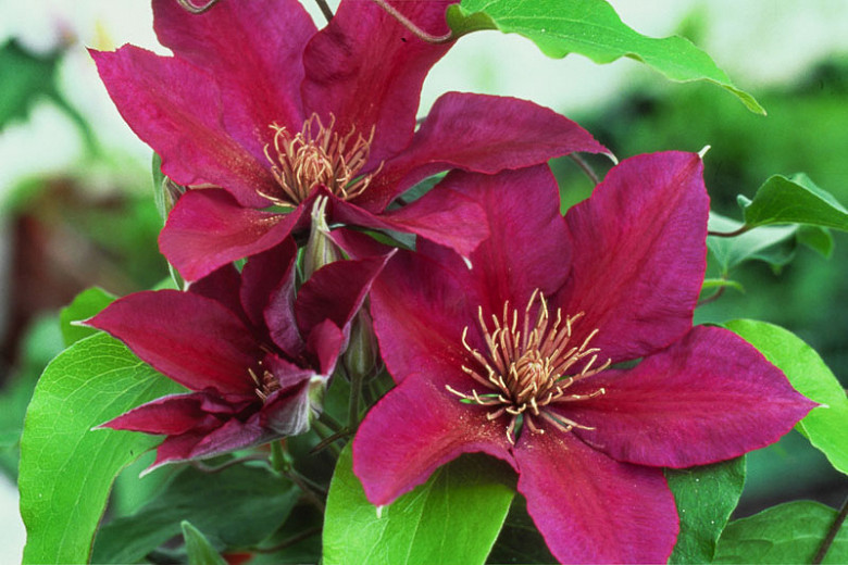 Clematis Picardy (Late Large-Flowered Clematis)