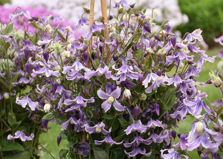 Clematis Stand by Me Lavender