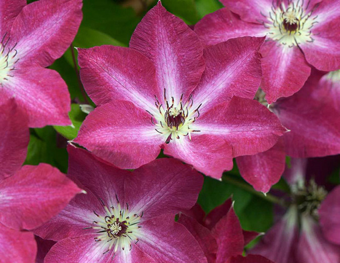 Clematis Viva Polonia (Early Large-Flowered Clematis)