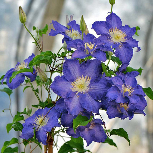 Clematis Brother Stephan® (Early Large-Flowered Clematis)