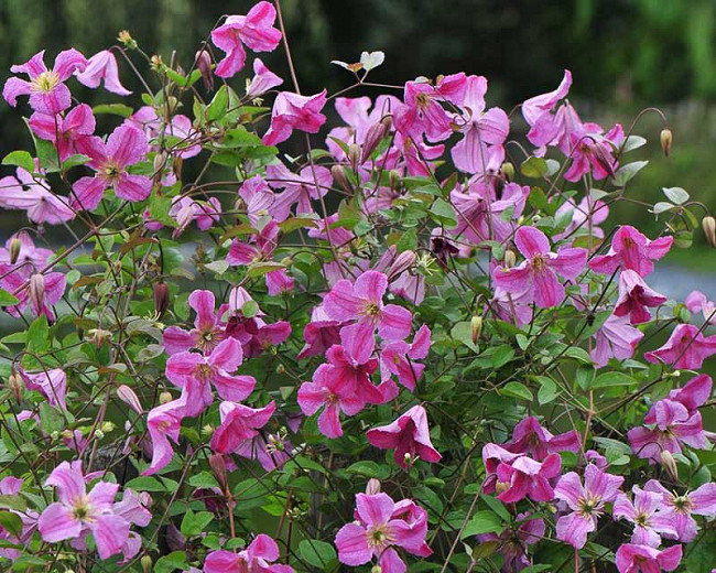 Clematis Pink Mink® (Viticella Group)