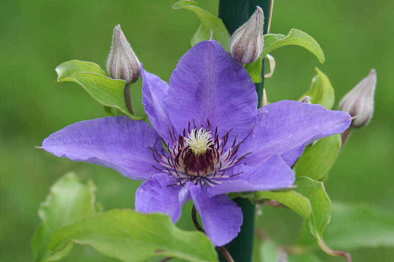 Clematis Climador™ (Early Large-Flowered Clematis)