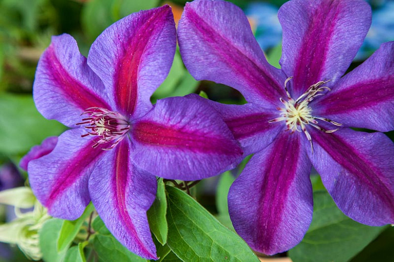 Clematis Mrs. N. Thompson (Early Large-Flowered Clematis)