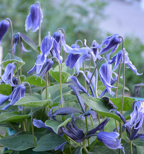 Clematis heracleifolia (Herbaceous Group)