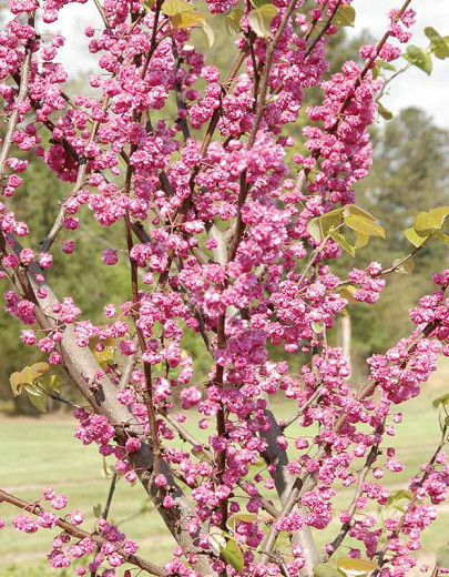 Cercis canadensis Pink Pom Poms (Eastern Redbud)