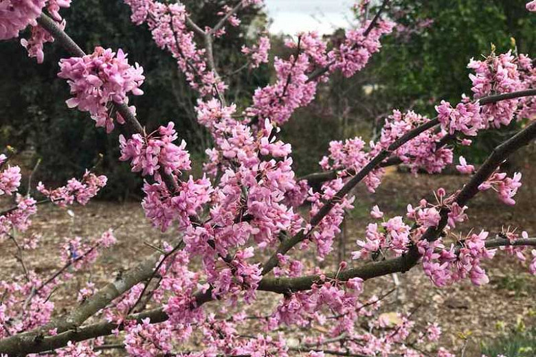 Cercis canadensis Alley Cat (Eastern Redbud) – Garden