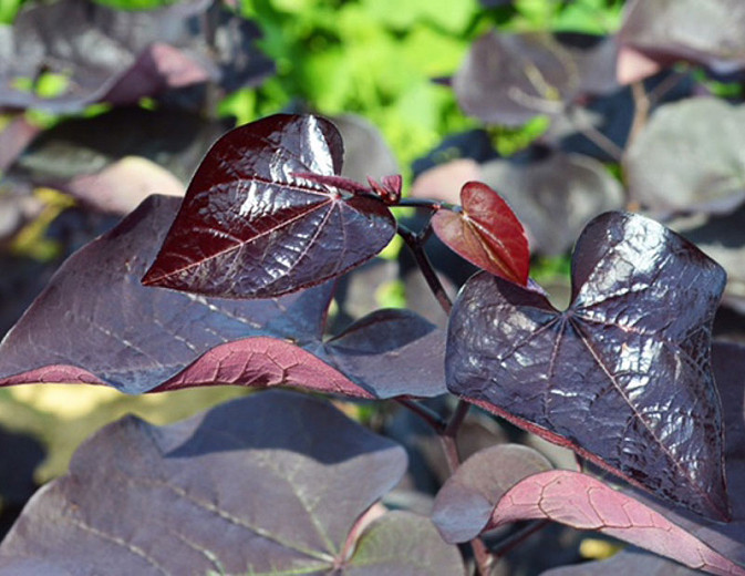 Cercis canadensis Black Pearl (Eastern Redbud)