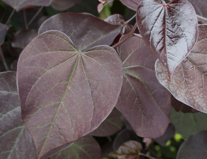 Cercis canadensis Burgundy Hearts (Eastern Redbud)