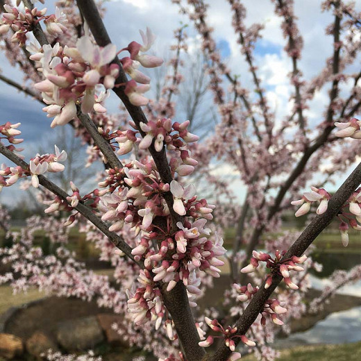 Cercis canadensis Cotton Candy (Eastern Redbud)