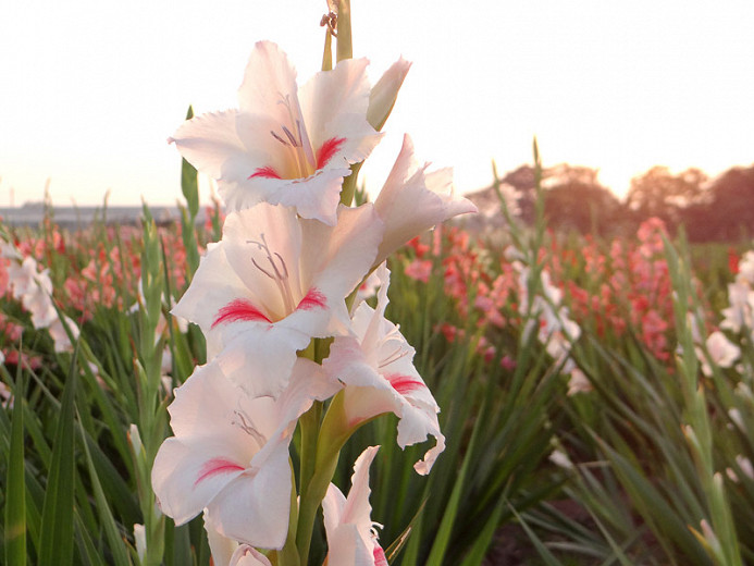Gladiolus Carine (Sword-Lily)