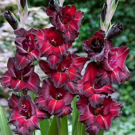 Gladiolus Black Star (Sword Lily)