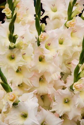 Gladiolus Careless (Sword Lily)