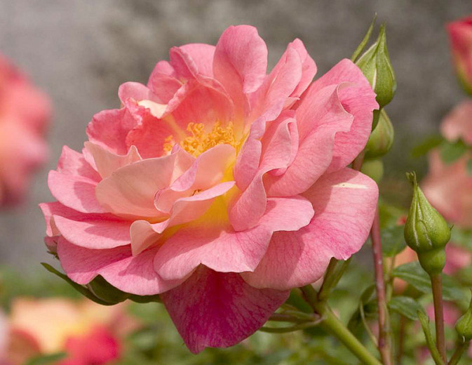 Rosa Oso Easy® Strawberry Crush (Groundcover Rose)