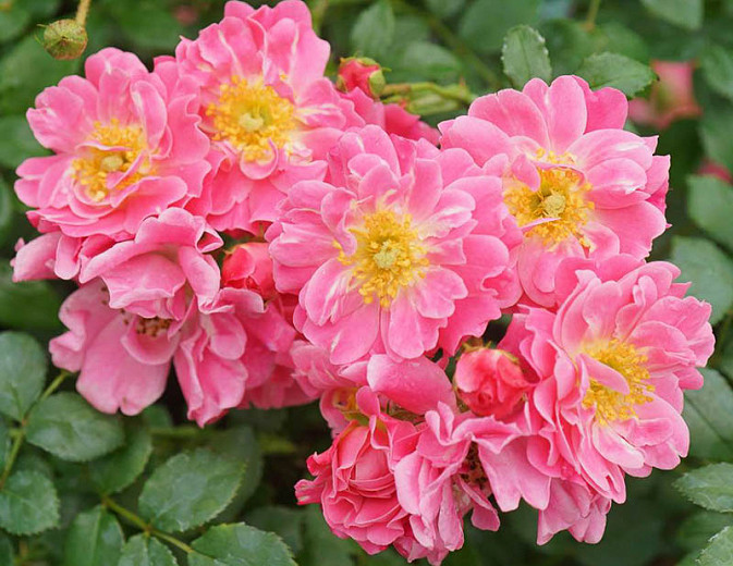 Rosa Oso Easy® Double Pink (Groundcover Rose)