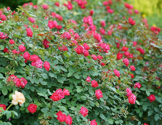 Rosa Oso Easy Double Red® (Groundcover Rose)
