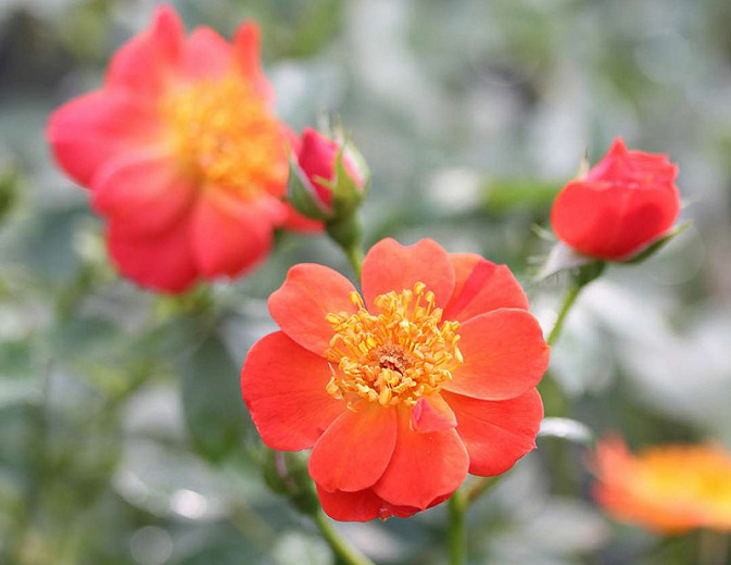 Rosa Oso Easy Hot Paprika® (Groundcover Rose)