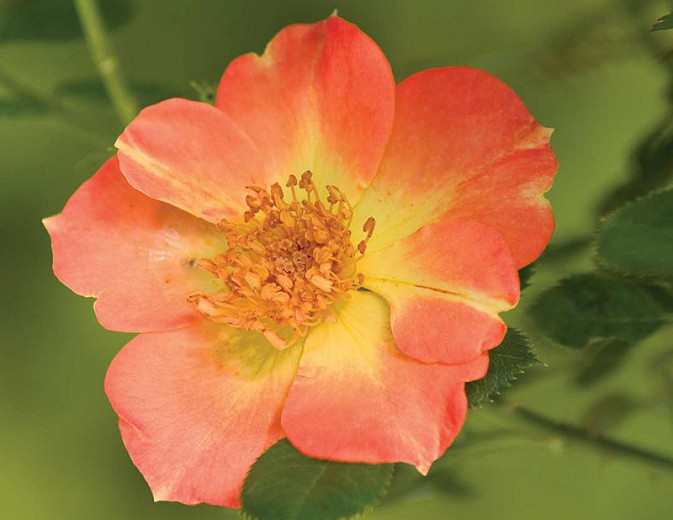 Rosa Oso Easy® Paprika (Groundcover Rose)