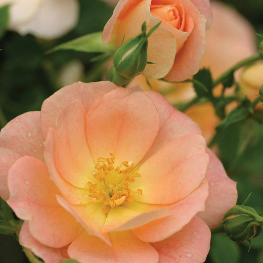 Rosa Oso Easy® Peachy Cream (Groundcover Rose)