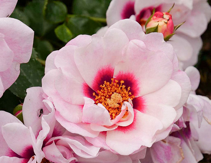 Rosa Ringo® Double Pink (Shrub Rose)